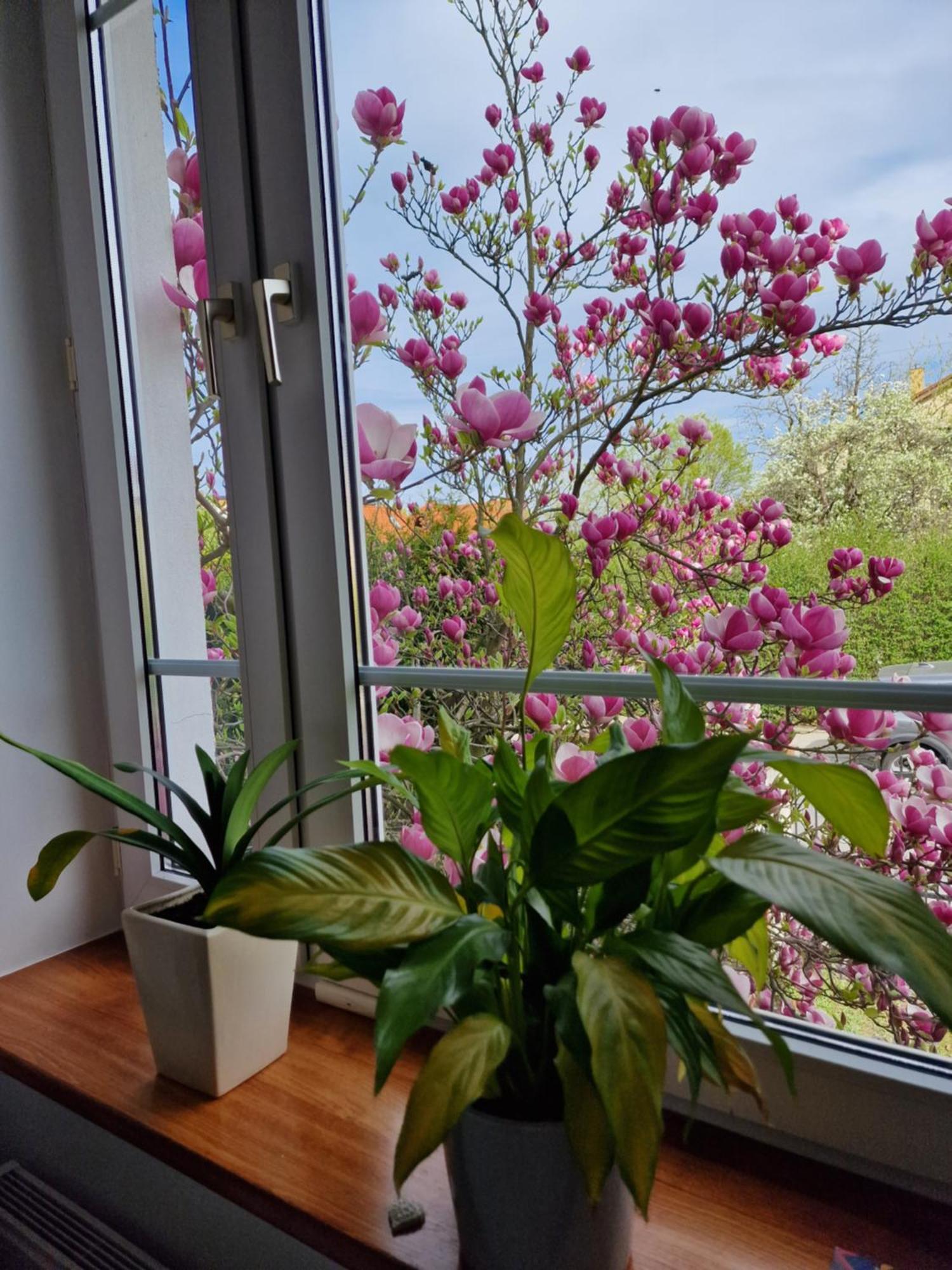 Apartament Magnolia Sopot Buitenkant foto