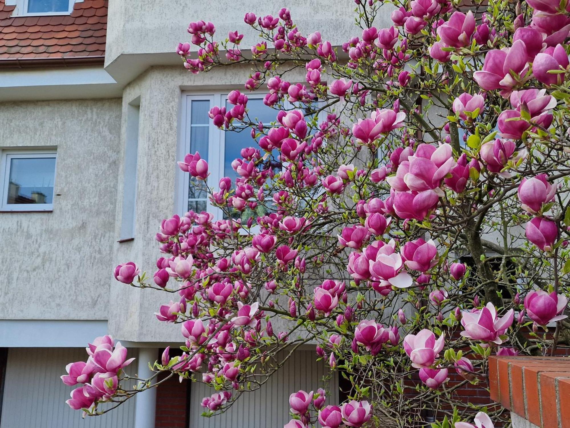 Apartament Magnolia Sopot Buitenkant foto